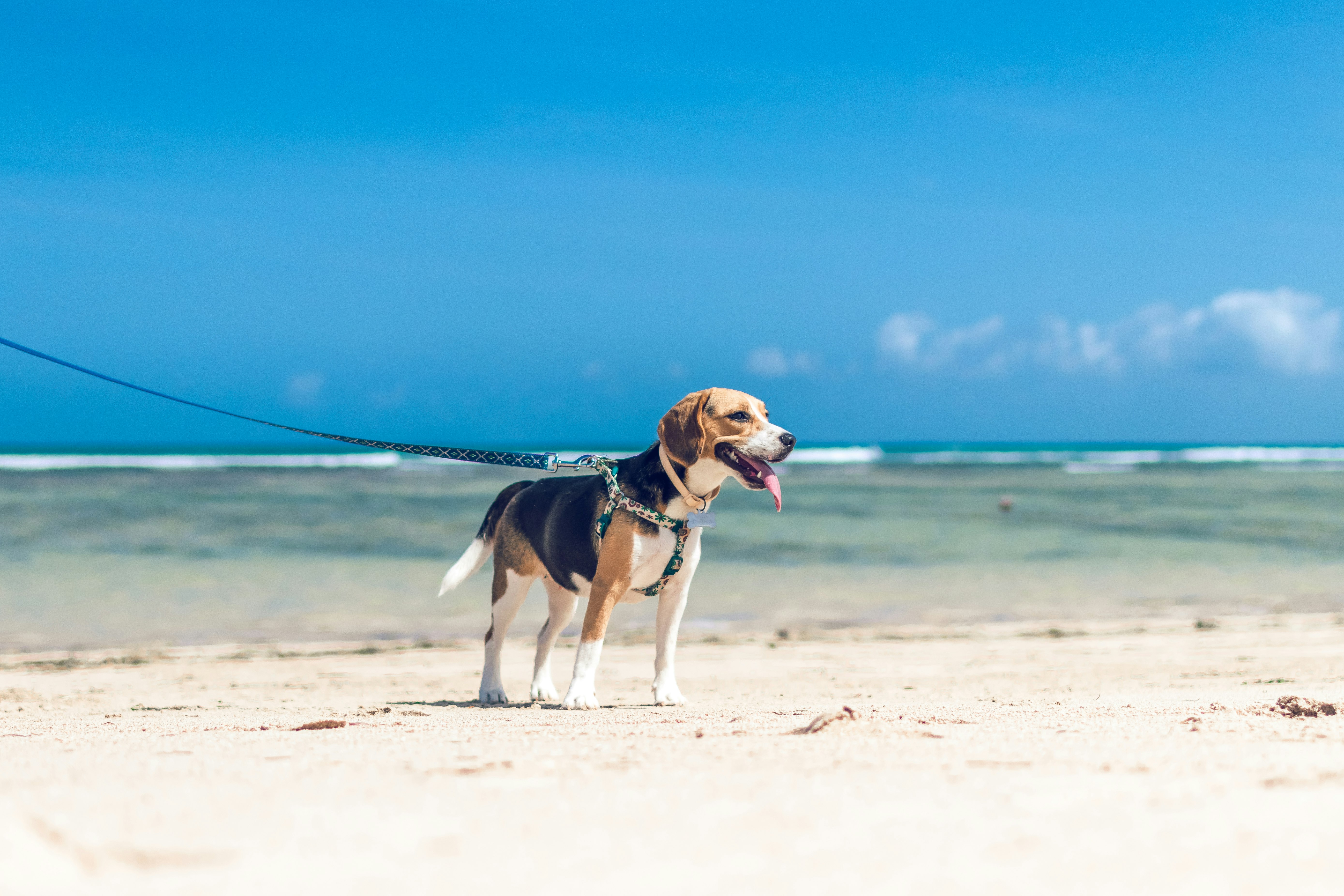 tricolor beagle running on beach during daytime